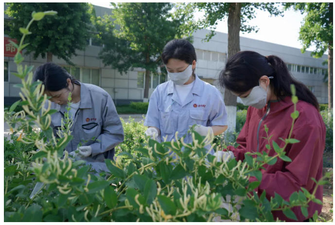 道地药材｜金牛人共赴一场金银花之约